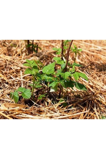 Малина Жовтий Гігант молодий кущ