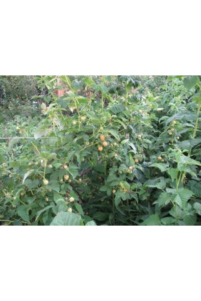 Малина ремонтантна Жовтий Гігант кущі з потужними довгими пагонами на опорі