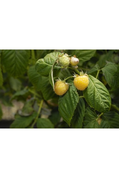 Малина Zhovtyy Gigant достигання плодів