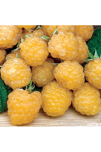 Малина ремонтантна Жовтий Гігант