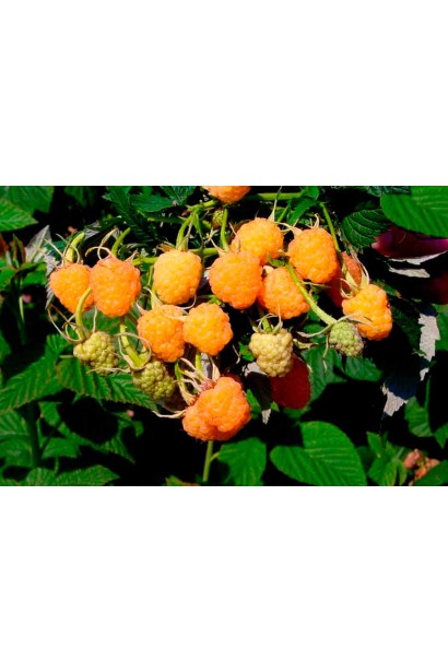 Rubus idaeus Zhovtyy Gigant