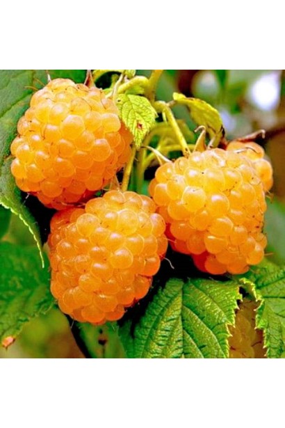 Малина Жовтий Гігант світло-жовті плоди тупоконічної форми