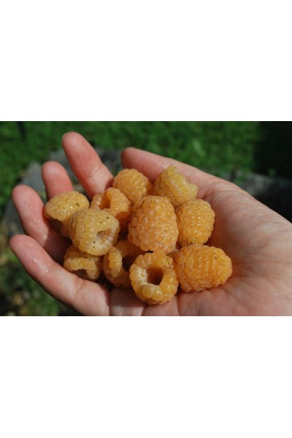 Малина Жовтий Гігант великі жовті ягоди