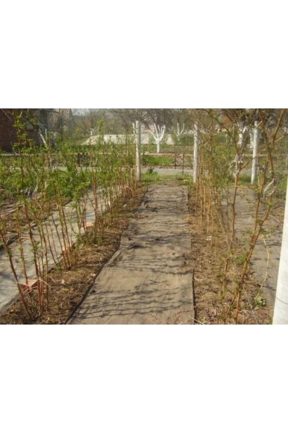 Посадка кущів малини Zhovtyy Gigant