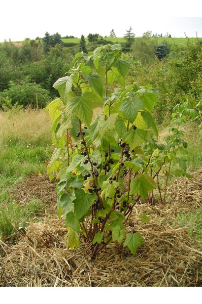 Смородина Титанія – компактний кущ для невеликого саду