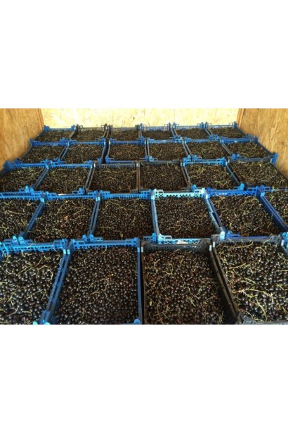 Смородина чорна Титанія (середня)