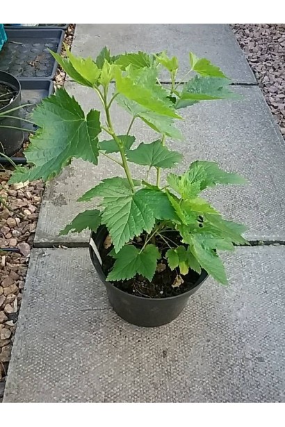 Саджанець смородини в контейнері