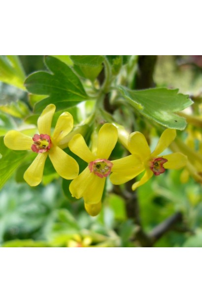 Ribes nigrum Titania – середній термін дозрівання плодів