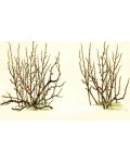 Смородина чёрная Титания (средняя) | Смородина чорна Титанія (середня) | Ribes nigrum Titania