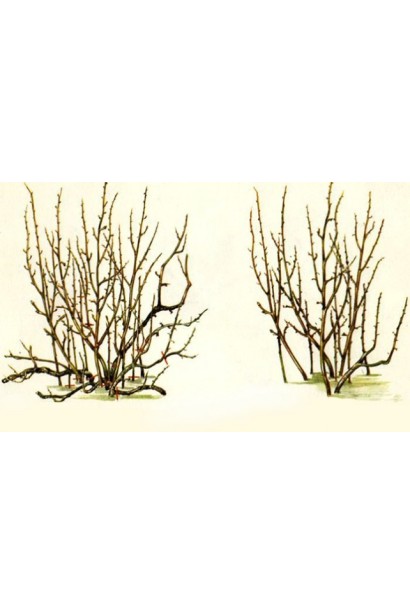 Ribes nigrum Titania