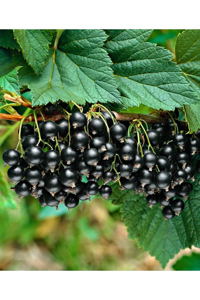 Ribes nigrum Titania – кущ з гарною морозостійкістю