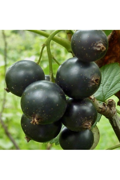 Смородина чорна Титанія – висока врожайність