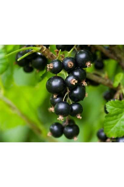 Смородина чорна Титанія – середньо-пізній сорт з великими ягодами