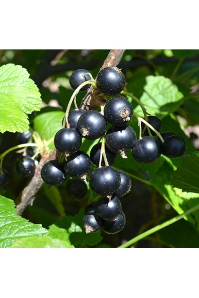 Ribes nigrum Titania – кущ з соковитими темними плодами