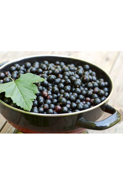 Смородина Титанія – плоди для консервування