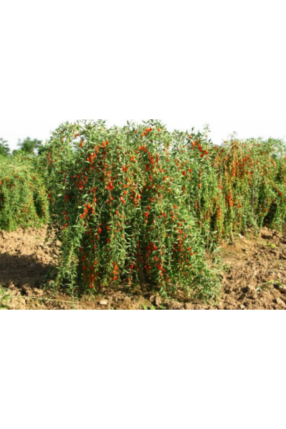 Тибетский плодовый куст Годжи