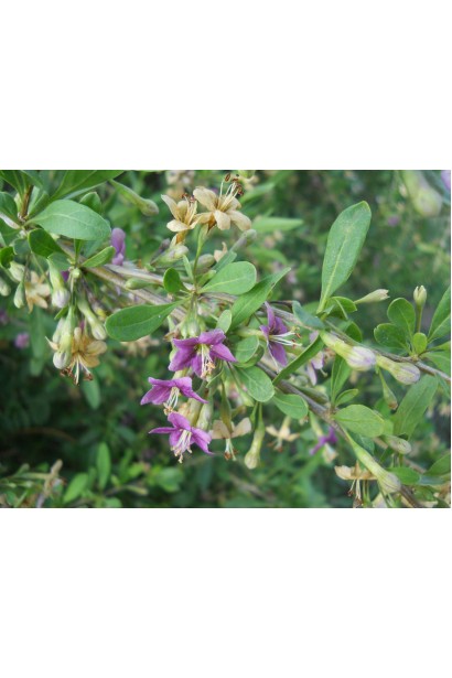 Годжи Тибетский цветение