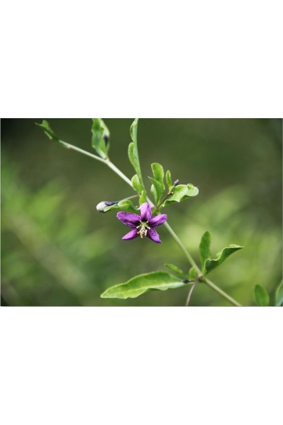 Годжи Тибетский фиолетовый цветок