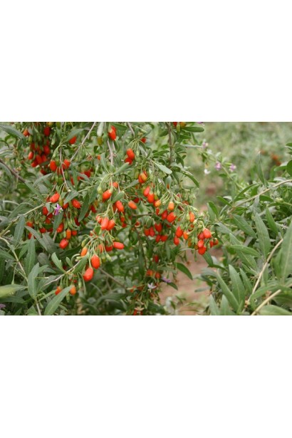 Годжи Тибетский