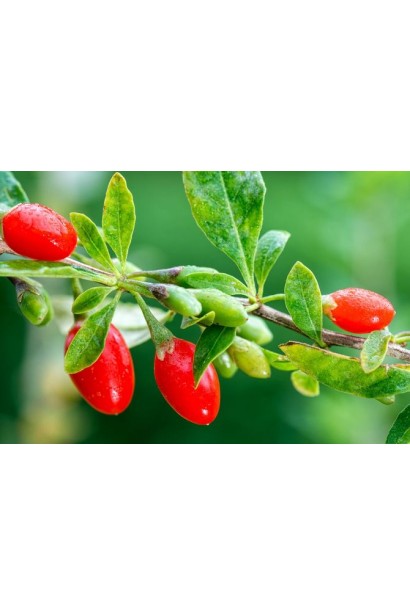 Lucium barbarum Tibetskiy