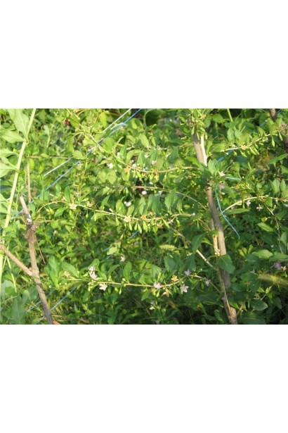 Дереза тибетская