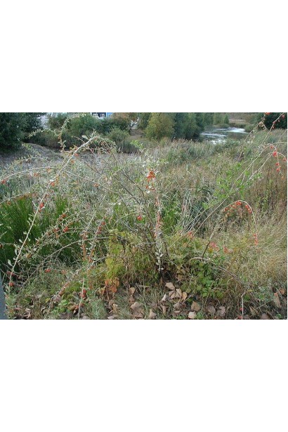 Тибетский барбарис