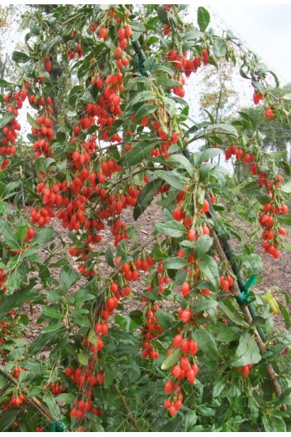 Годжи Биг Берри плодоношение