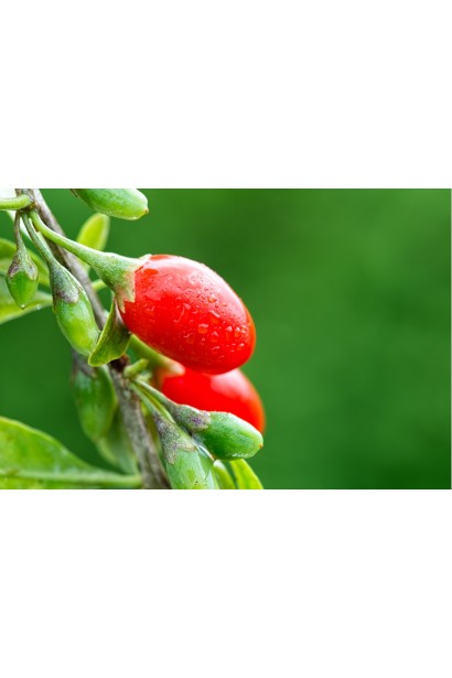 Годжи Биг Берри чудо-ягода