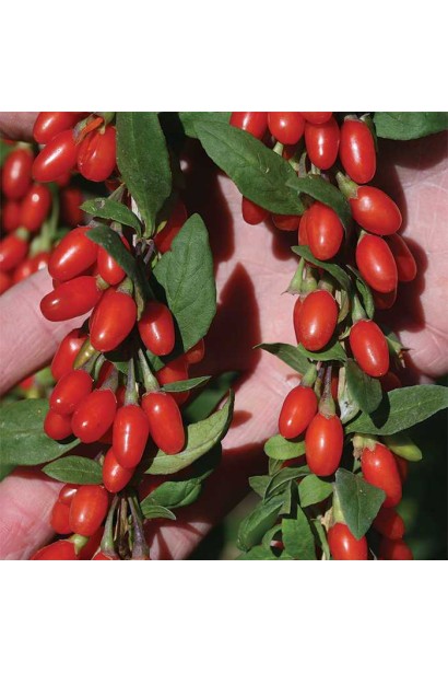 Годжи Биг Берри оранжевые ягоды с красным оттенком