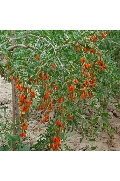 Годжи Биг Берри куст с длинными изогнутыми ветвями