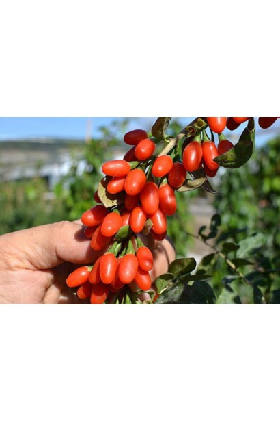 Годжи Биг Берри