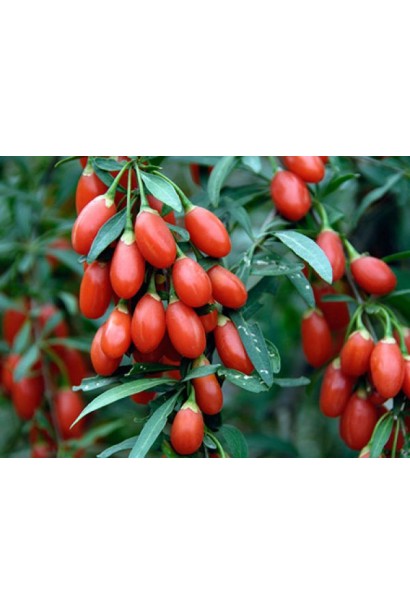 Ягоды годжи Плод долголетия