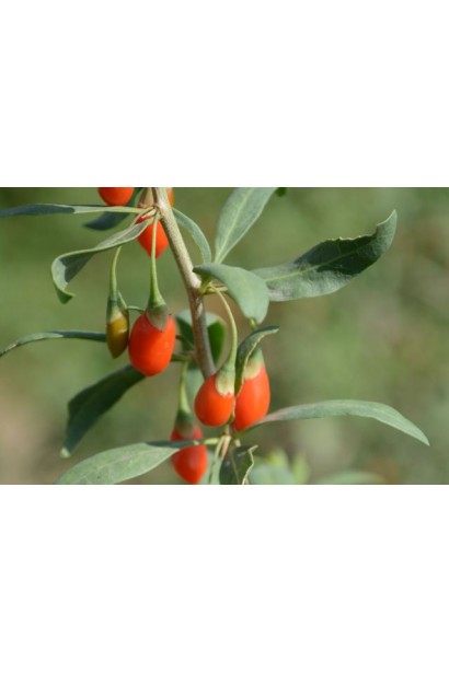 Lucium barbarum Big Berry