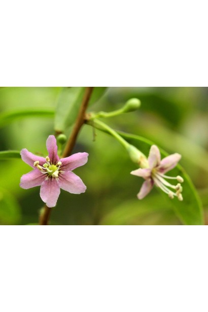 Годжи Биг Берри цветение фиолетовыми цветами