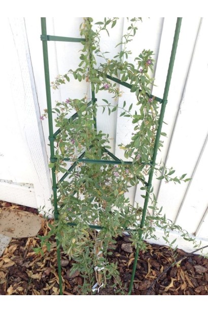 Годжи Биг Берри куст