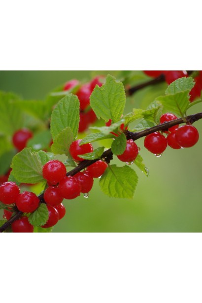 Микровишня