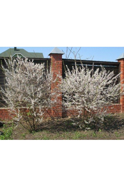 Вишня войлочный куст с раскидистой кроной в саду