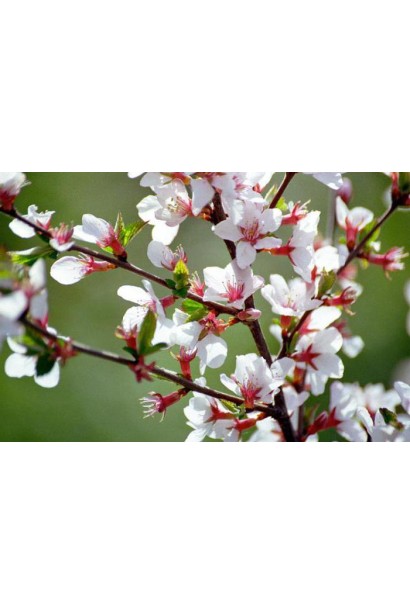 Бело-розовые цветы вишни войлочной