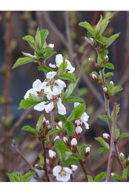 Вишня войлочная цветение