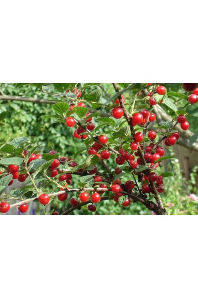 Вишня войлочная