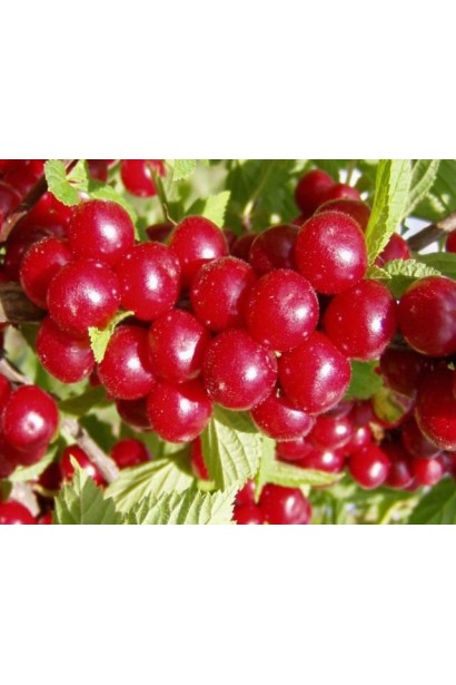 Вишня войлочная красные плоды