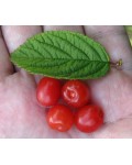 Вишня повстиста | Вишня войлочная | Prunus tomentosa