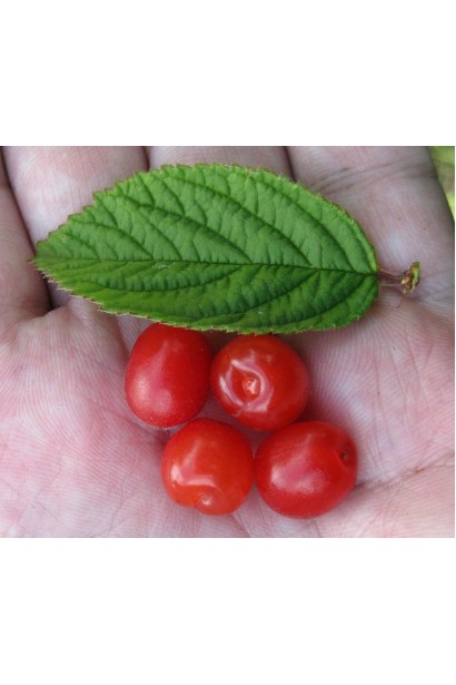 Ягоды и листья вишни китайской