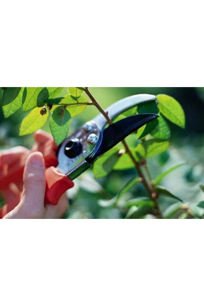 Обрезка вишни войлочной