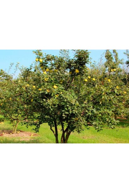 Айва золотистая дерево