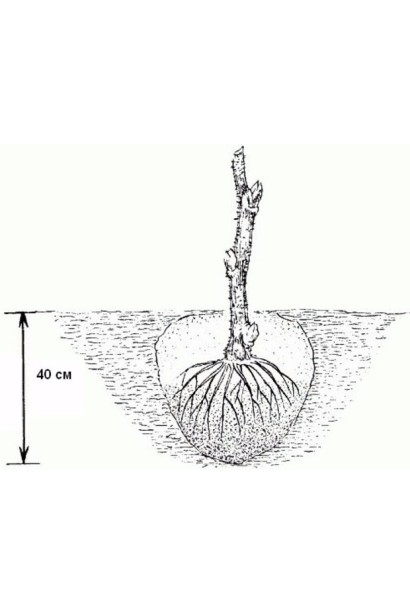 Хеномелис Золотистая корневая система