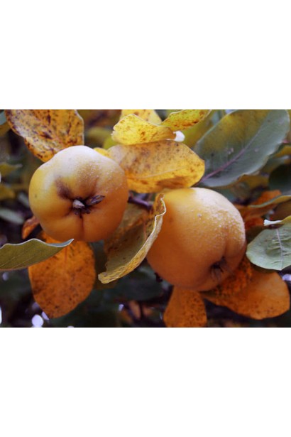  Cotonium malum Zolotysta