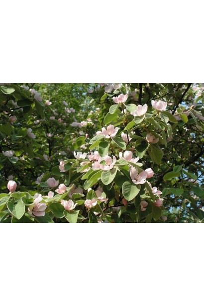 Айва Золотистая цветение весной