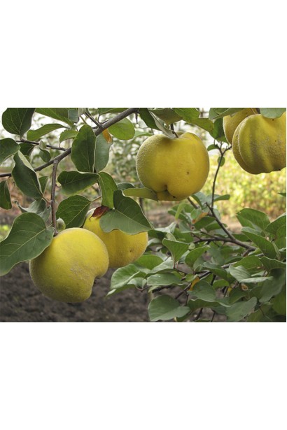 Хеномелис Золотистые яблоковидные плоды