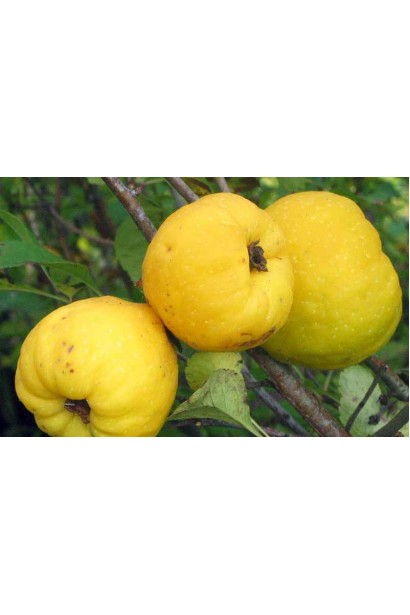 Айва Золотистая плоды